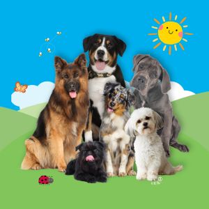 Woof Walkers 2025